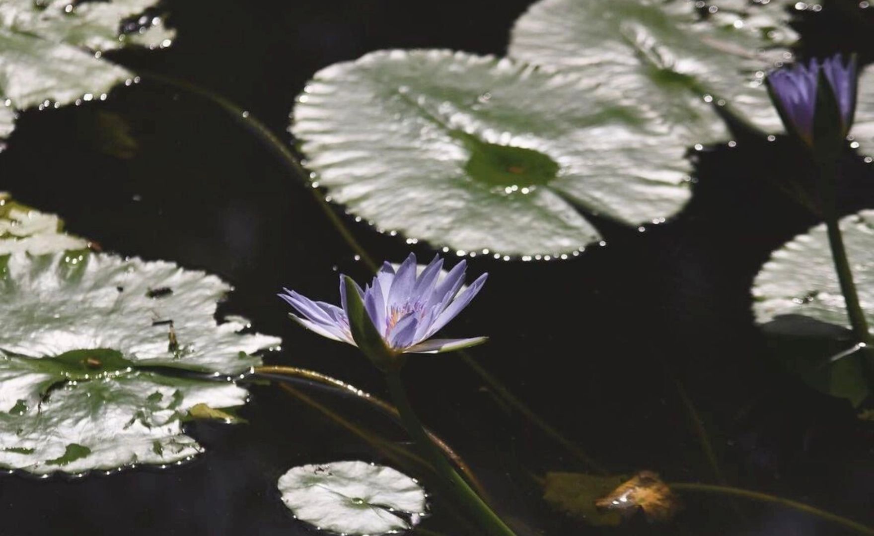 Blue Lotus Blooming Egyptian lotus Water lily