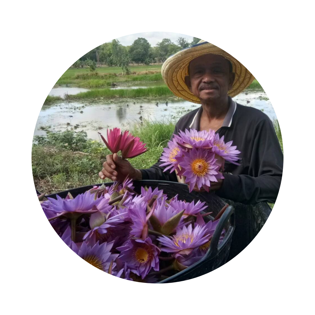 Th real blue water lily