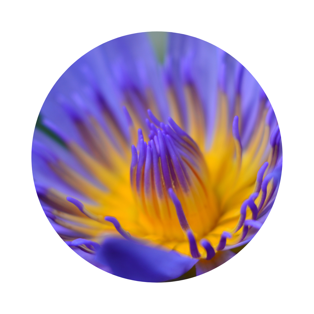 natural anxiety support NZ, blue lotus flower to calm the mind .