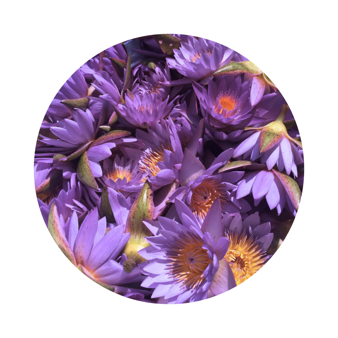 Egyptian water lily grown in Southeast asia, natural anxiety support NZ