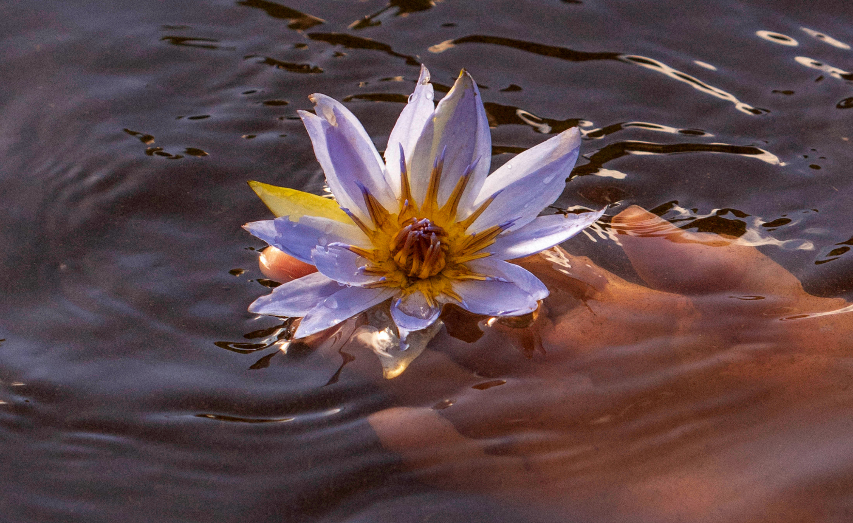 Blue Lotus Flowers, Egyptian lotus