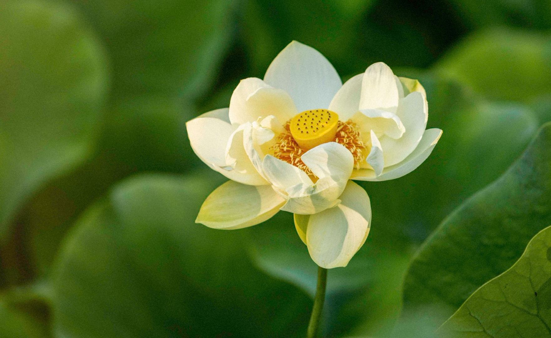 Land of lotus White lotus Blooming lotus