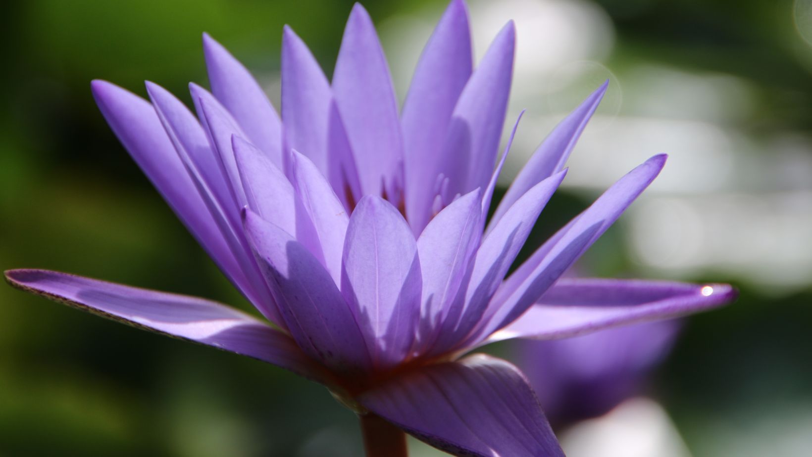 Blue Lotus flower, Egyptian water lily , organic blue lotus new zealand 