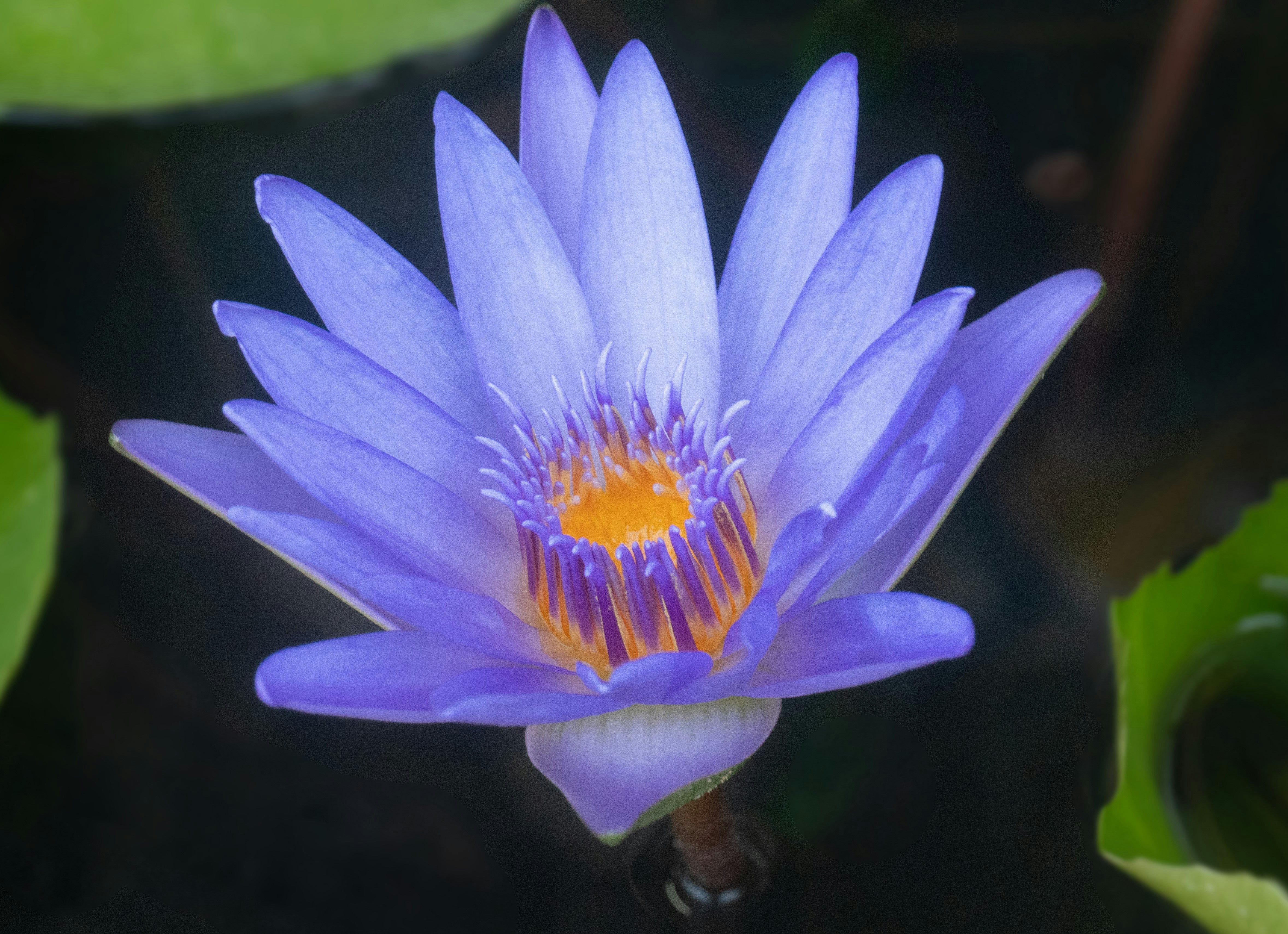 Blue Lotus Symbolism, History and Benefits