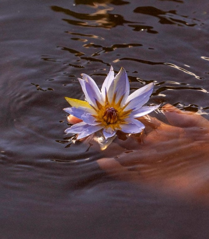 Blue water lily light purple and gold middle , representing purity, higher consciousness and the crown chakra 
