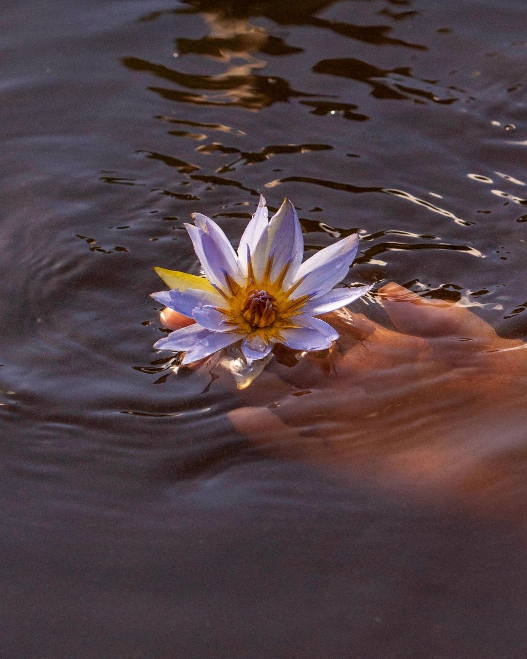 Organic Blue Lotus (Flowers)