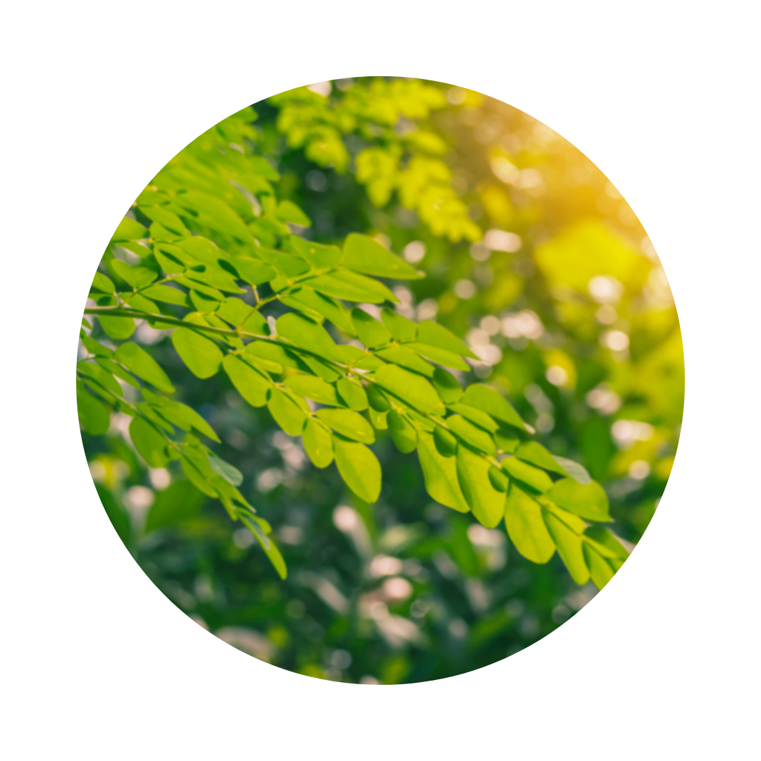 Moringa is the most nutrient rich oil for glowing and hydrated skin 